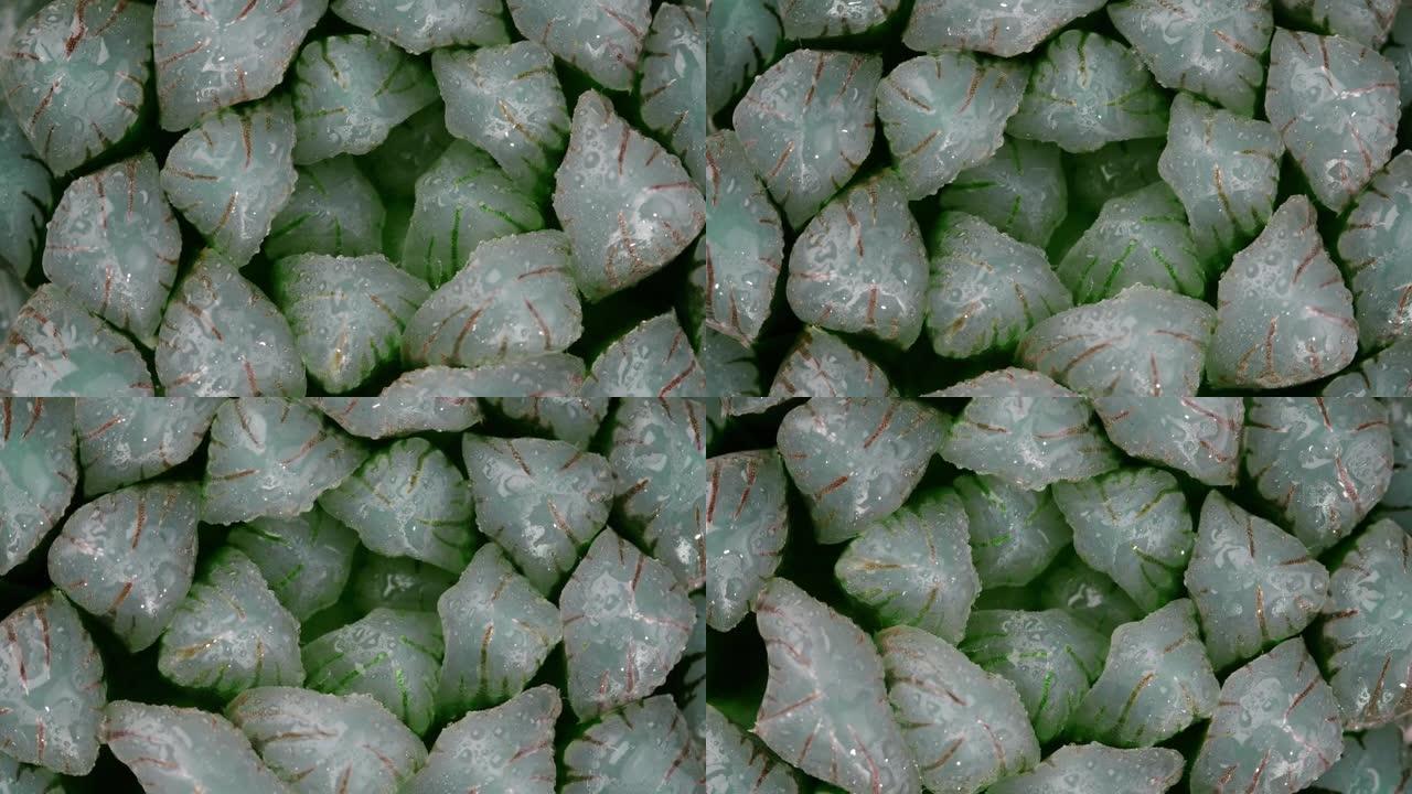 多汁的Haworthia obtusa，顶视图特写镜头，缓慢旋转，斐波那契黄金比例概念。