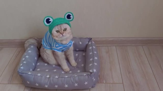 一只可爱的白猫，穿着条纹t恤，戴着青蛙的帽子