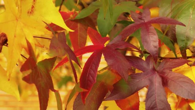 明亮的秋叶颜色。林地里的彩色树叶