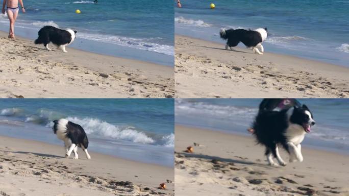 可爱的蓬松的黑白狗在海边玩耍
