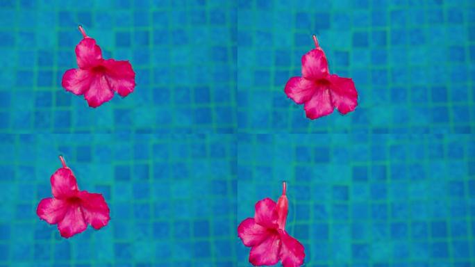 美丽的红色粉色花朵腺体。蓝色游泳池中的有毒开花植物。俗称萨比星库杜模拟杜鹃花黑斑羚百合沙漠玫瑰。受欢