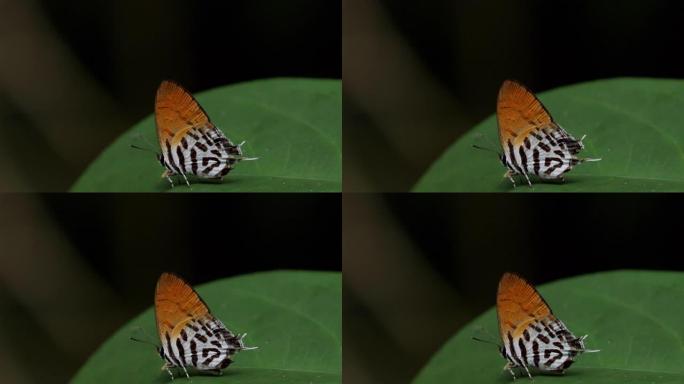 新加坡多彩蝴蝶虫子飞虫绿叶树叶
