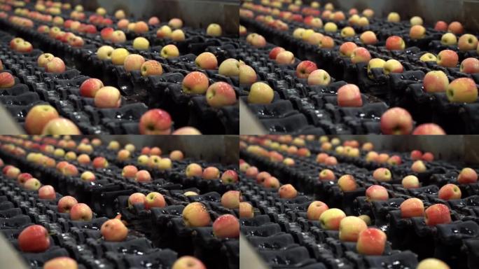 水果包装厂自动分拣传送带上新鲜苹果的慢动作