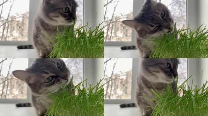 一只灰色条纹的猫坐在窗台上吃绿色的燕麦草芽。特写视图。