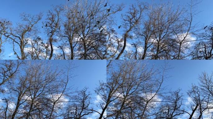 一群鸟儿在林地的树上飞来飞去。