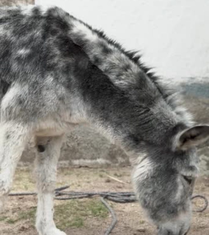 一头驴在马stable附近的田野里嗅探地面以寻找维持生计的食物的垂直视频。