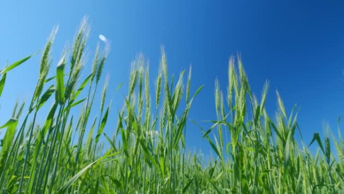低视角。小麦大丰收。美丽的蓝天。绿色的耳朵在风中慢慢摇摆。谷物的种植。