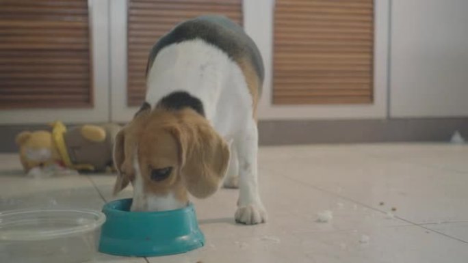 纯种小猎犬食用他的饭菜