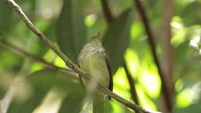 奶油通风的Bulbul，新加坡