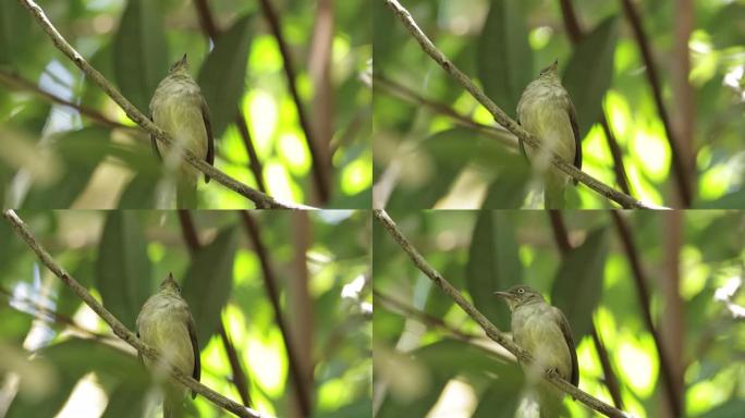 奶油通风的Bulbul，新加坡