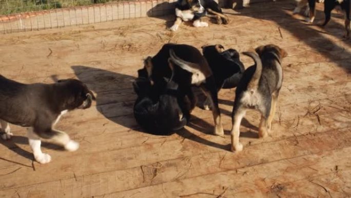 年轻的阿拉斯加哈士奇狗在狗窝里玩耍很有趣。被遗弃和不需要的宠物的概念。在庇护所的笼子里的栅栏后面的小