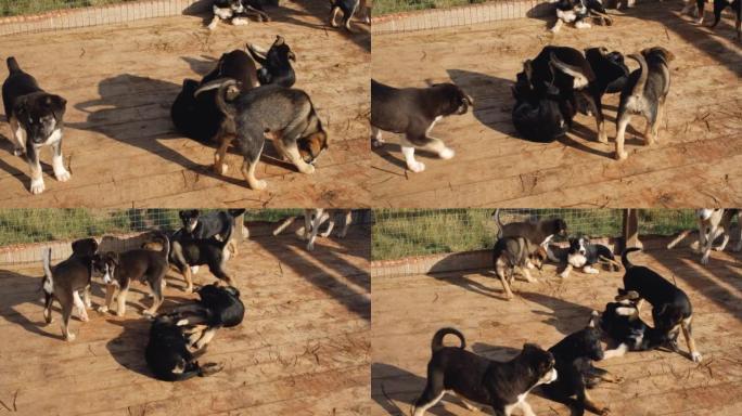 年轻的阿拉斯加哈士奇狗在狗窝里玩耍很有趣。被遗弃和不需要的宠物的概念。在庇护所的笼子里的栅栏后面的小