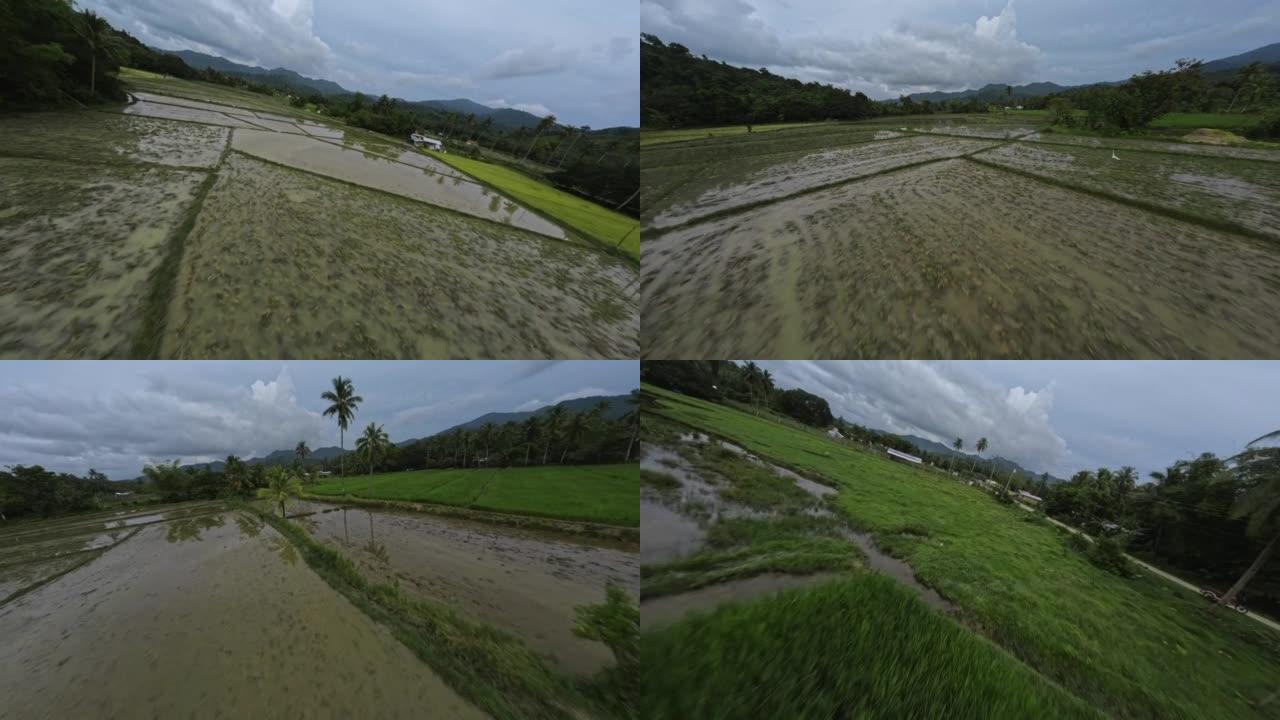亚洲传统稻田农业食物种植花园床在水中鸟瞰图