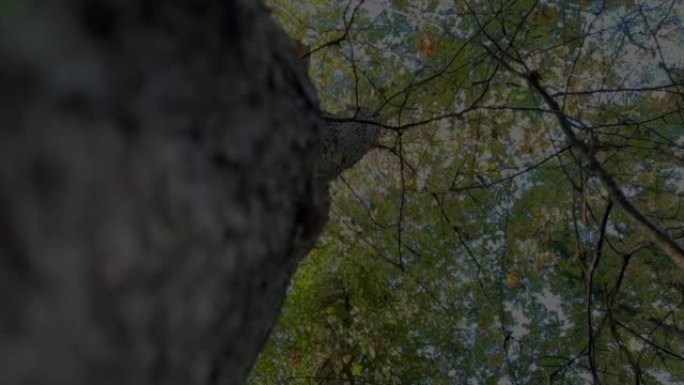 雨停阳光普照时的林地