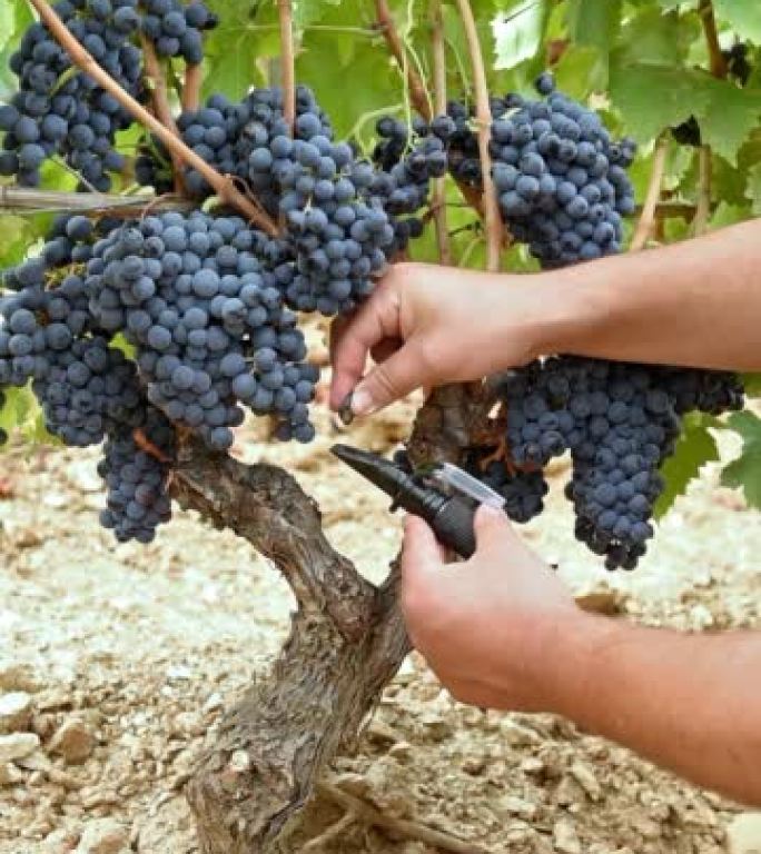 坎诺葡萄。农学家用折射仪测量葡萄中的糖含量。农业。