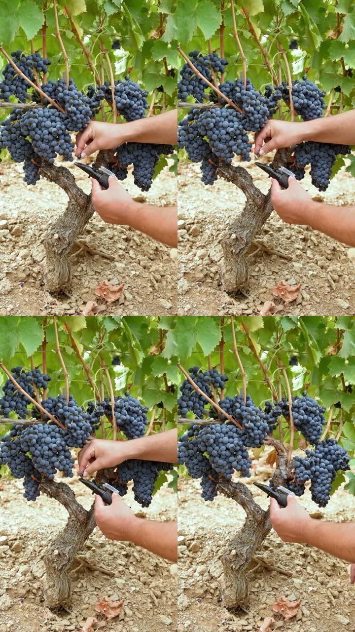 坎诺葡萄。农学家用折射仪测量葡萄中的糖含量。农业。