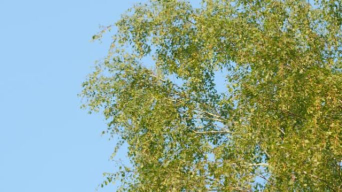 森林里阳光明媚的夏天。在阳光明媚的日子里，白桦树树枝的仰视视图是一片蔚蓝的天空。慢动作。