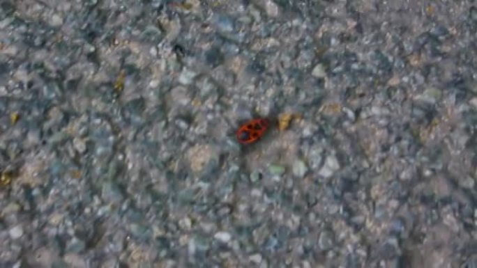 火虫在德国的路上爬行。