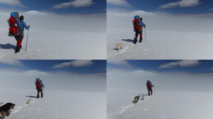 登山队员与两只滑稽的狗一起爬雪山