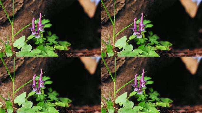 高清地面上生长的紫堇花特写