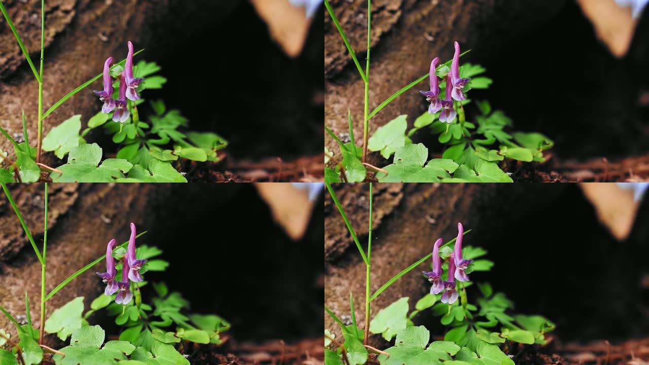 高清地面上生长的紫堇花特写