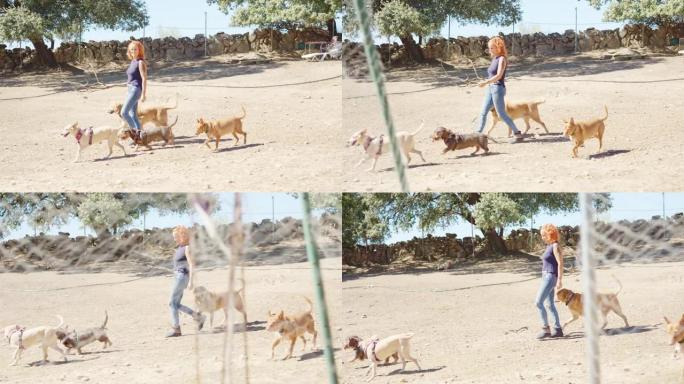 快乐的女人在户外散步一群狗