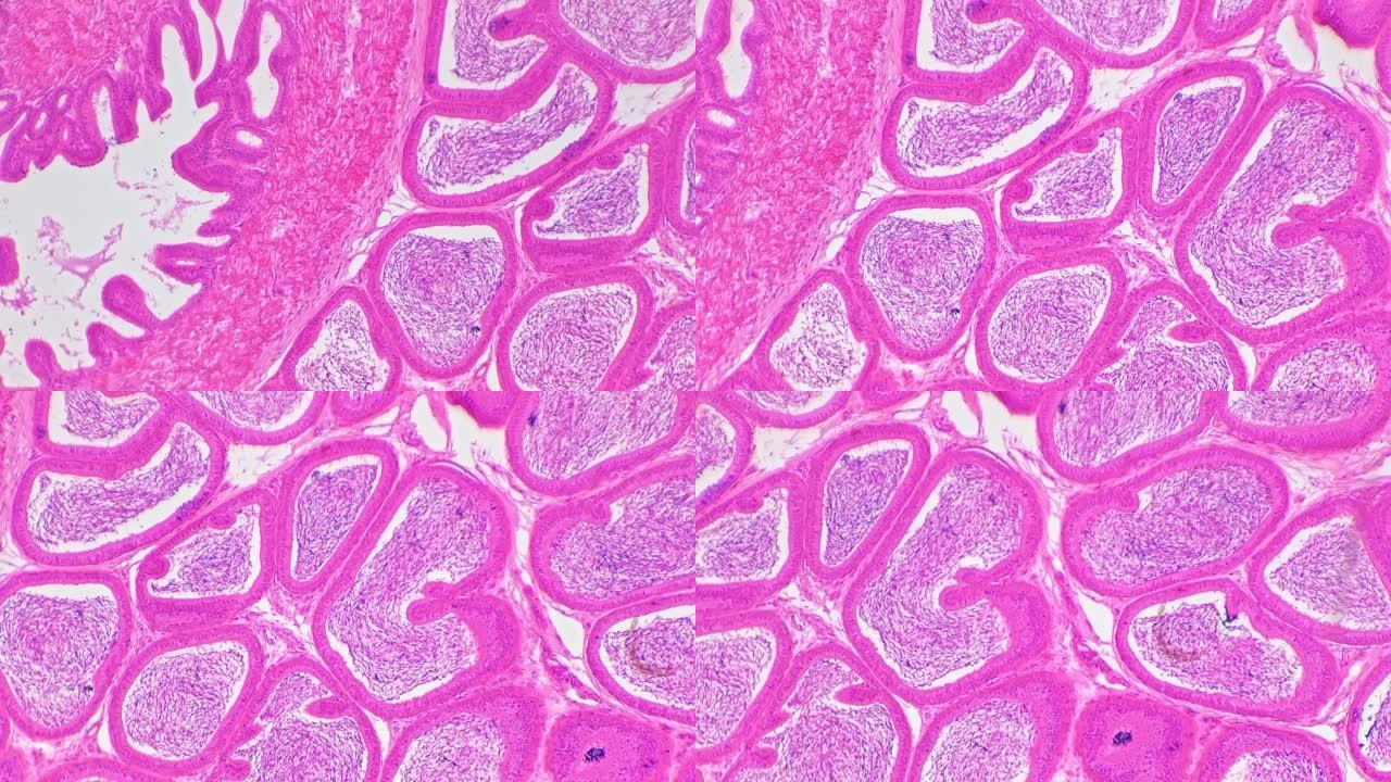 显微镜下显示并放大100倍的睾丸横向切片
