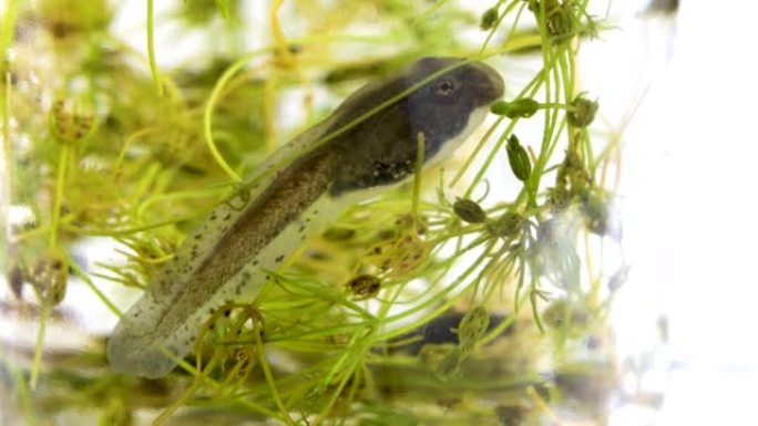 蝌蚪在变成青蛙的过程中，在被水生植物包围的水中呼吸
