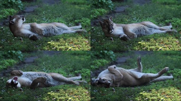美丽的加拿大美洲狮，美洲狮在早晨的阳光照射下在加拿大森林的野生动物中狩猎。4k 120fps超慢动作