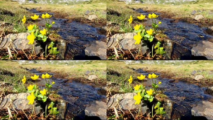 在施拉德明附近美丽的山景中，有黄色毛茛花的田园诗般的小溪