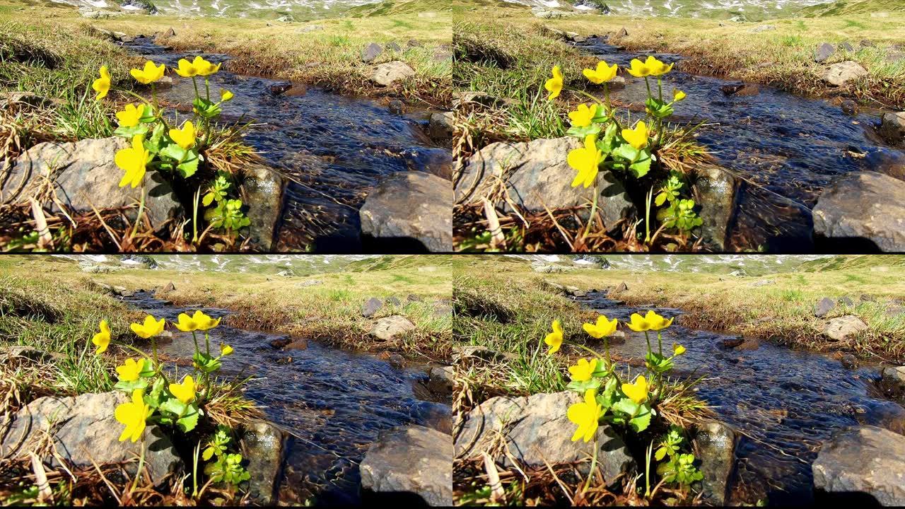 在施拉德明附近美丽的山景中，有黄色毛茛花的田园诗般的小溪