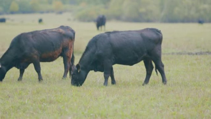 黑安格斯肉牛。绿色夏季牧场上的牛。黑牛站在草地上放牧。选择性聚焦。