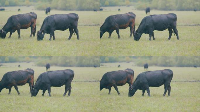 黑安格斯肉牛。绿色夏季牧场上的牛。黑牛站在草地上放牧。选择性聚焦。