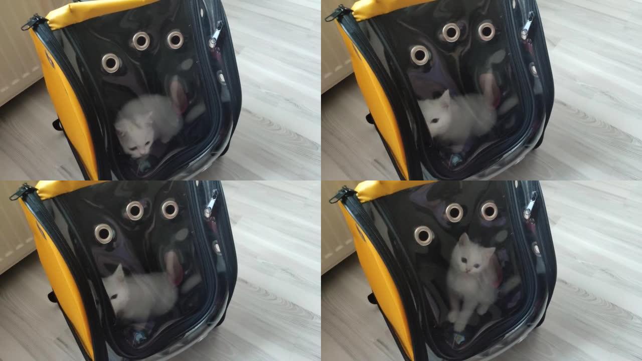 手提箱里的猫