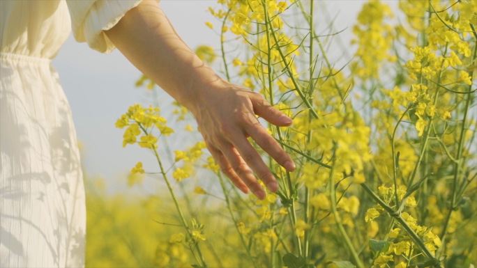 唯美清新美女手摸油菜花亲近自然文艺青年