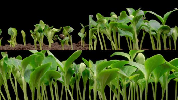 南瓜植物生长的时间流逝