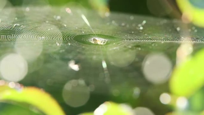 网上的蜘蛛在背光灯中随风摆动。侧视图。浅景深。