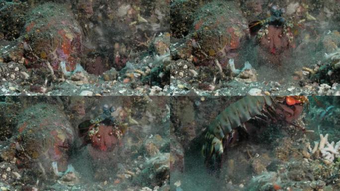 一只好斗的螳螂虾带着蛋从水下的沙洞中跳出来。
