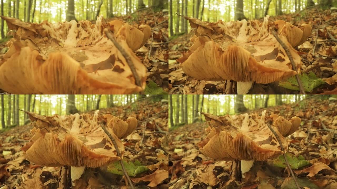 蘑菇伪装成秋天的叶子