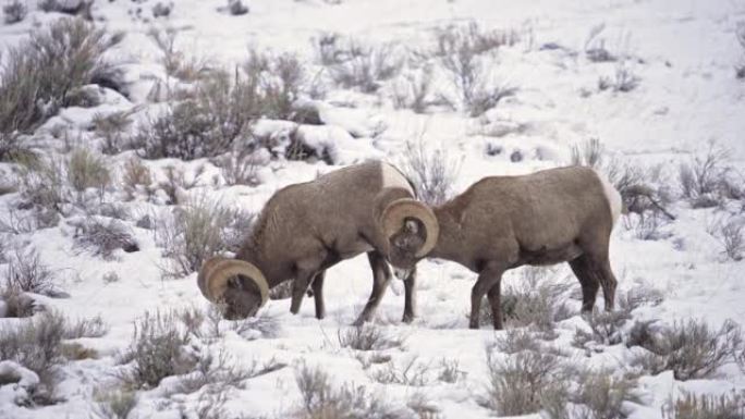 大角羊公羊在吃草时在雪地里挖