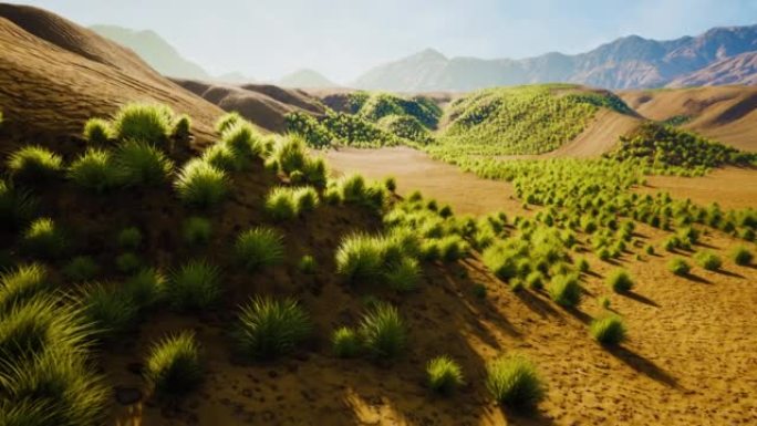 半沙漠大荒地的灌木丛
