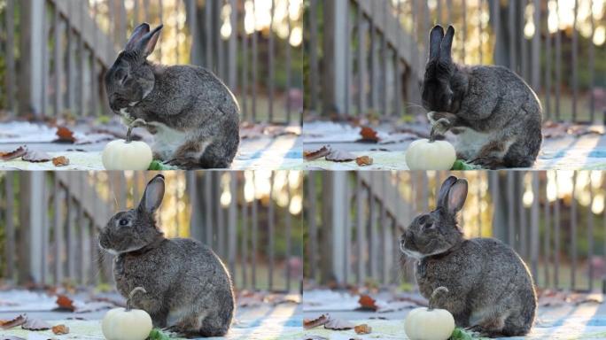 灰兔清洁爪子，在秋天的秋天，用美丽的波克灯看着相机