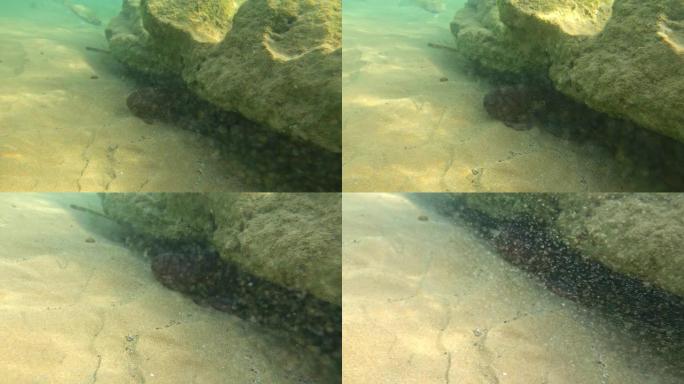 藏在岩石下的章鱼。稍微浑浊的水。鱼和虾。章鱼的可见眼睛。透明虾。可见的漂浮磷虾。版本2