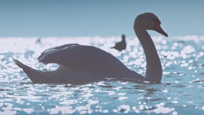 天鹅在海水或湖泊中游泳，神秘的雾日出，慢动作4k视频