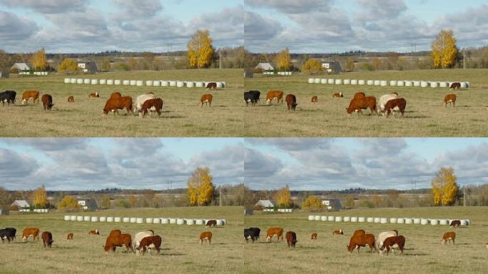 爱沙尼亚的奶牛和干草卷的Lanscape视图