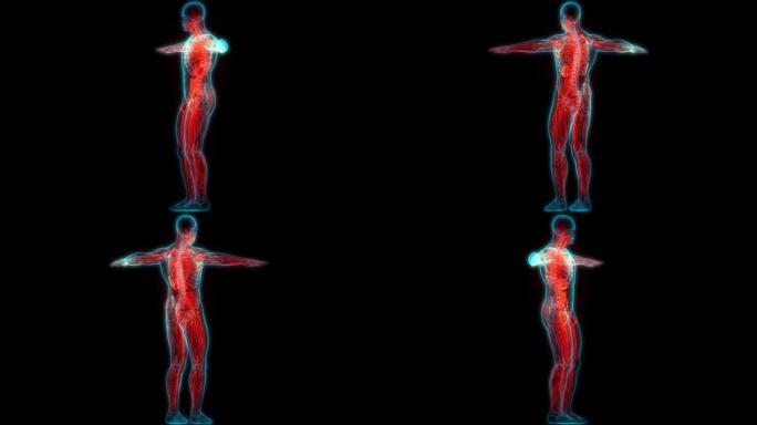 人体内部系统淋巴结解剖动画概念