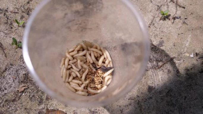 一群白色蠕虫的幼虫在阳光下的塑料杯中爬行