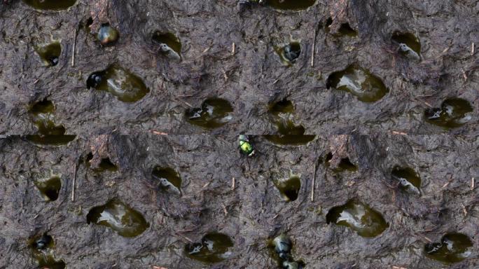 钻地的粪甲虫，粪甲虫，