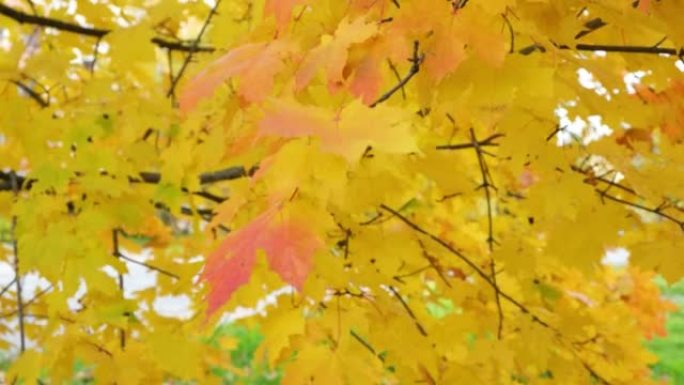 秋季公园或森林。淡淡的雾霾中的橙色和黄色树木。秋季自然景观风吹动树枝
