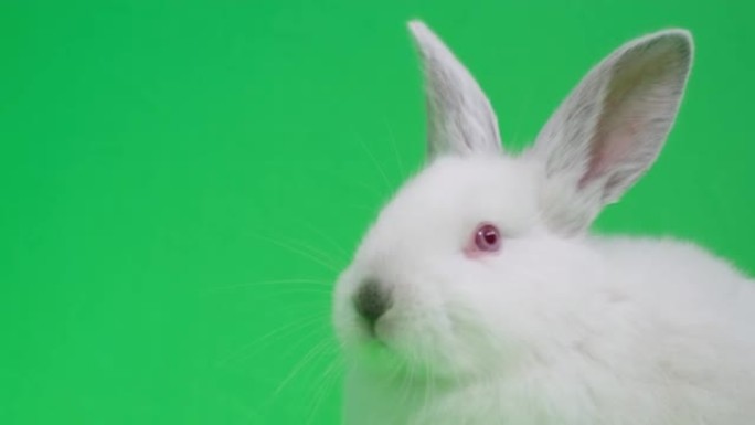 红眼睛的可爱的白兔，舔自己，露出舌头，嗅探，在chromakey的背景上